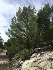 Pinus halepensis