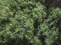 Solanum linearifolium