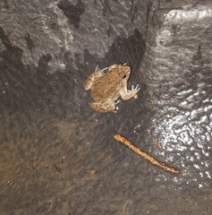 Occidozyga martensii