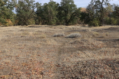 Eriogonum wrightii trachygonum
