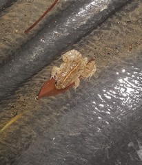 Occidozyga martensii