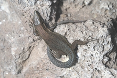 Teira dugesii dugesii