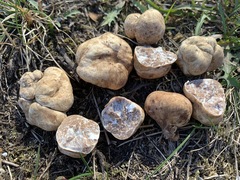 Tuber maculatum