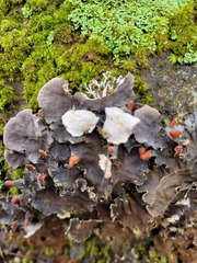 Peltigera canina