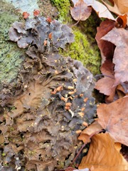 Peltigera canina