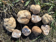 Tuber maculatum