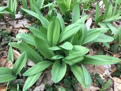Allium tricoccum