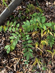 Wisteria sinensis
