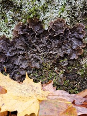 Peltigera canina