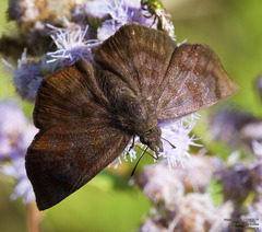 Pellicia arina