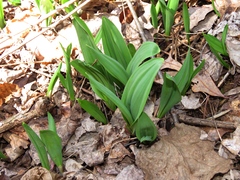 Allium tricoccum