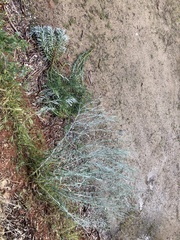 Senecio quadridentatus