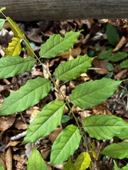 Wisteria sinensis