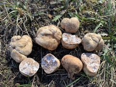 Tuber maculatum