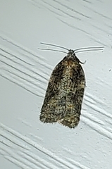 Acleris celiana