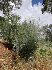 Senecio quadridentatus