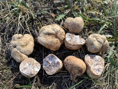 Tuber maculatum