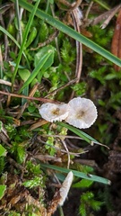 Crinipellis scabella