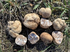 Tuber maculatum