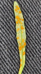 Coleosporium