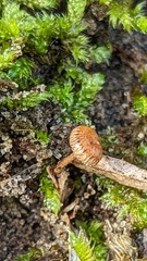 Crinipellis scabella