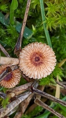 Crinipellis scabella