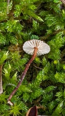 Crinipellis scabella