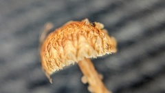 Crinipellis scabella