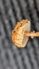 Crinipellis scabella