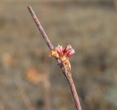 Eriogonum vimineum