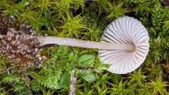Mycena chlorantha