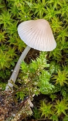 Mycena chlorantha