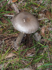 Amanita cheelii