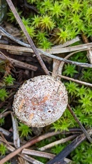 Tulostoma brumale