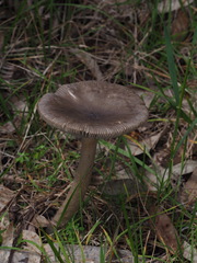 Amanita cheelii