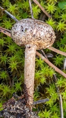 Tulostoma brumale