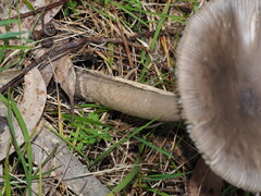 Amanita cheelii