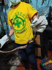 Trimorphodon quadruplex