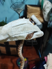 Trimorphodon quadruplex