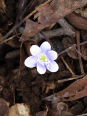 Hepatica americana