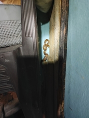 Trimorphodon quadruplex