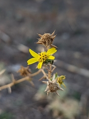Centromadia fitchii