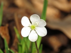 Hepatica americana