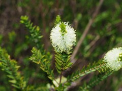 Melaleuca squarrosa