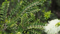 Melaleuca squarrosa