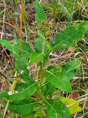 Verbesina virginica