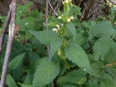 Lamium galeobdolon flavidum