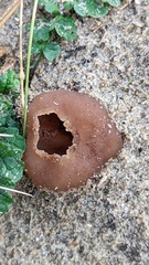 Peziza ammophila