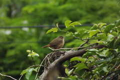 Troglodytes aedon