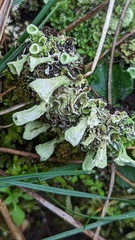 Cladonia humilis
